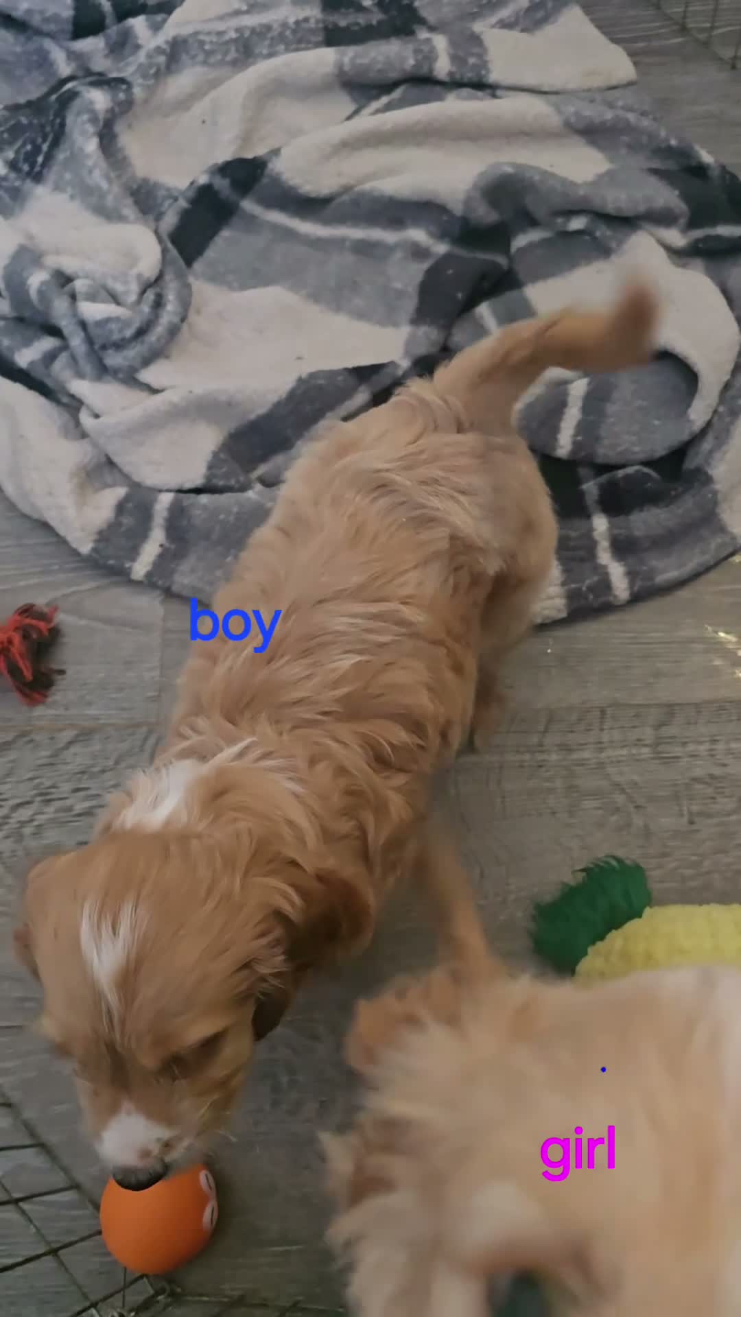 Cockapoo dogs for sale: 2 cockapoos boy and girl - Video 1