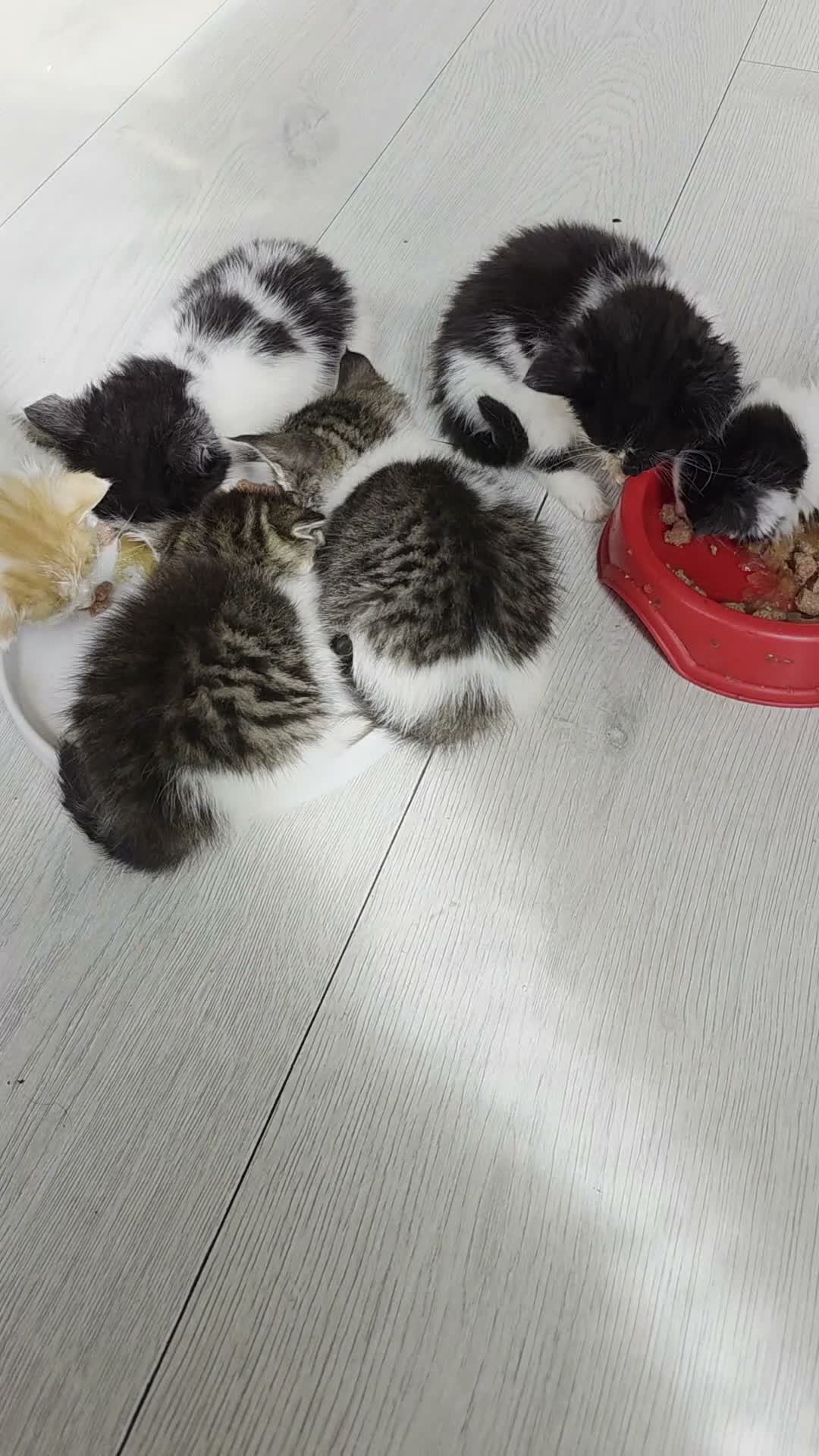 Mixed Breed cats for sale: Beautiful kittens for sale  - Video 3