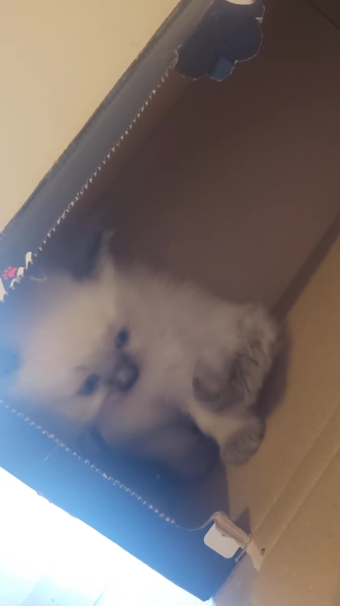 Ragdoll cats for sale: *READY TO LEAVE Beautiful Ragdoll kittens for sale - Video 1