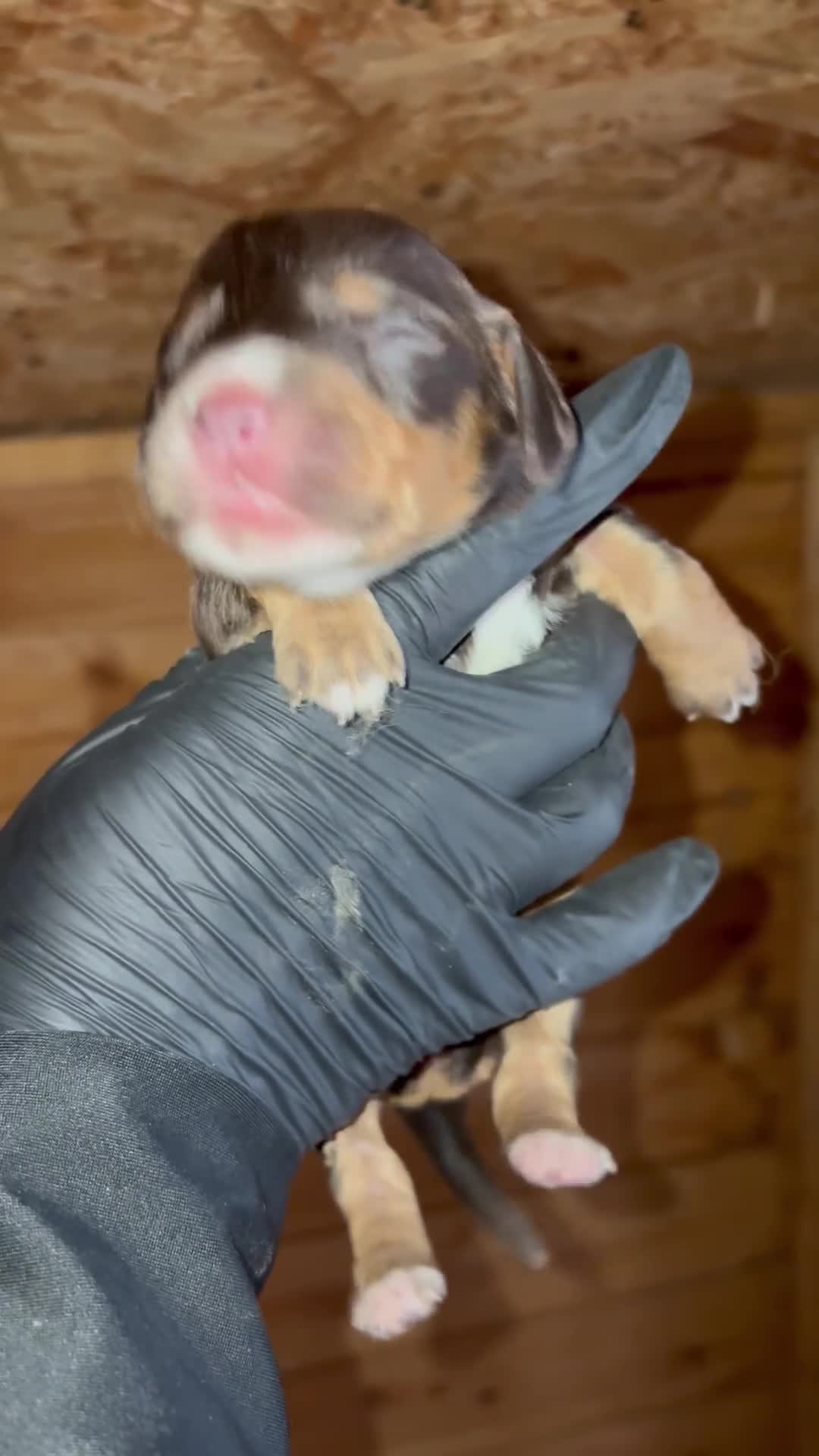 Cocker Spaniel dogs for sale: KC reg 5 Gen FTCH/Argyll warrior descendants  - Video 1