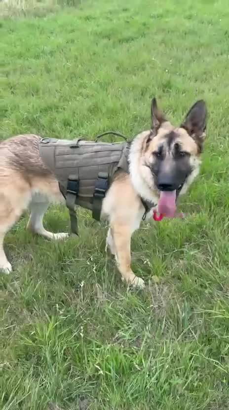 German Shepherd dogs for sale: German shepherd For Sale - Video 1