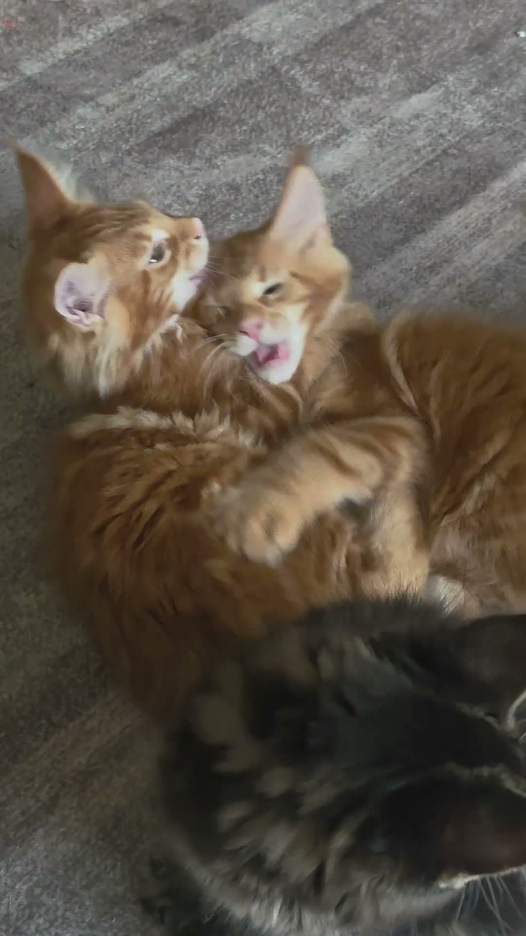Maine Coon cats for sale: Wonderful loving Maine Coon kittens - Video 3