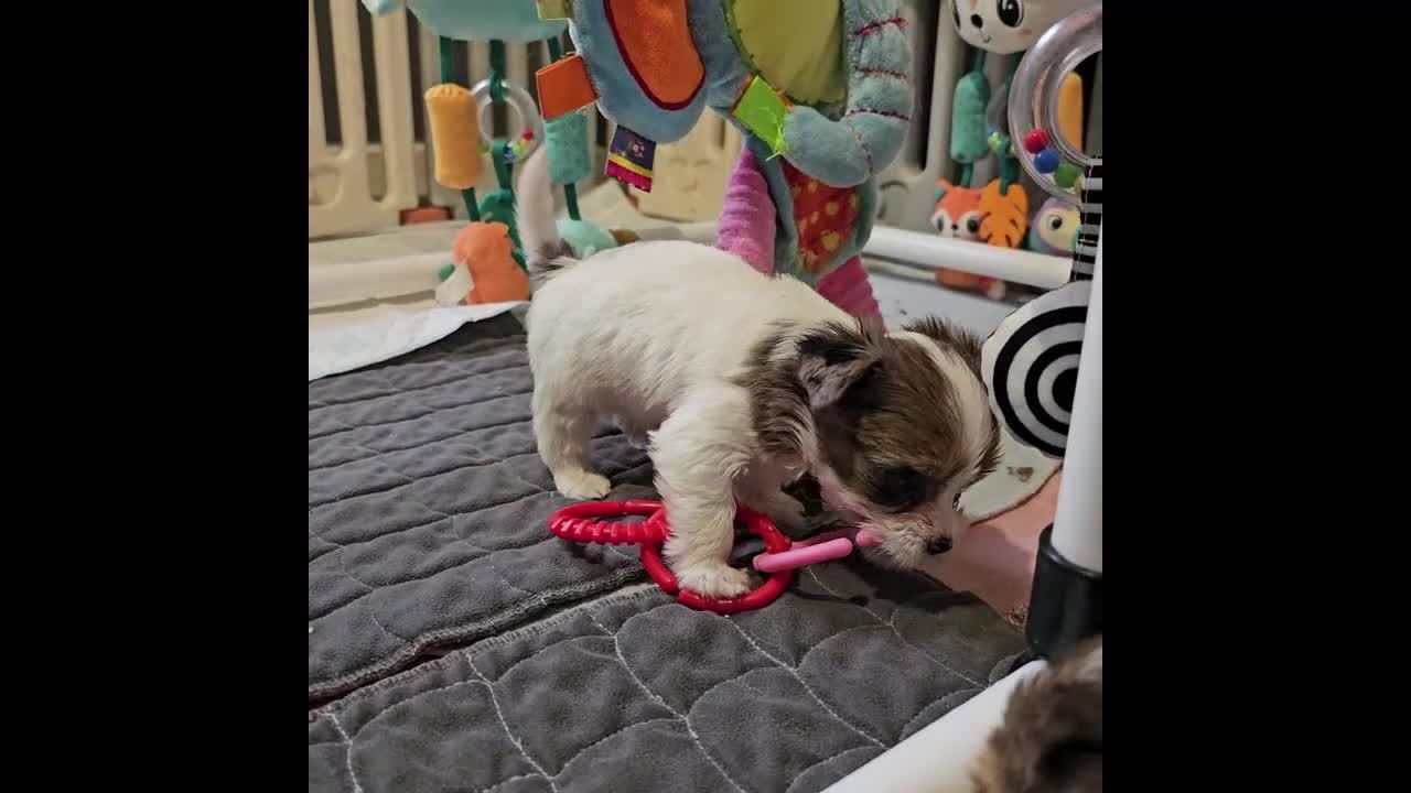 Yorkshire Terrier dogs for sale: Colorful Yorkshire Terrier puppies for sale - Video 4