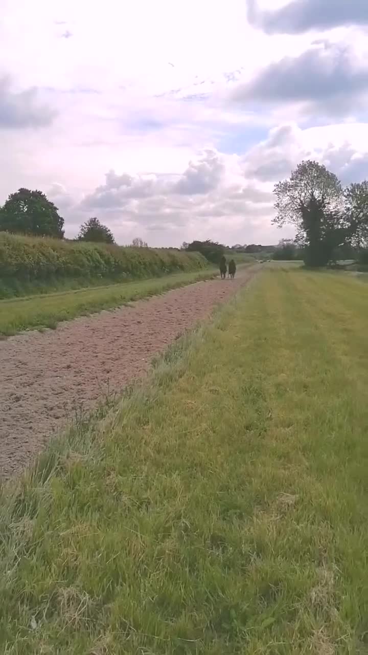 English Thoroughbred horses for sale: Sweet Unraced 5yo Gelding - Video 1