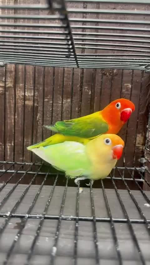 Lovebirds birds for sale: Breeding pair - Video 2