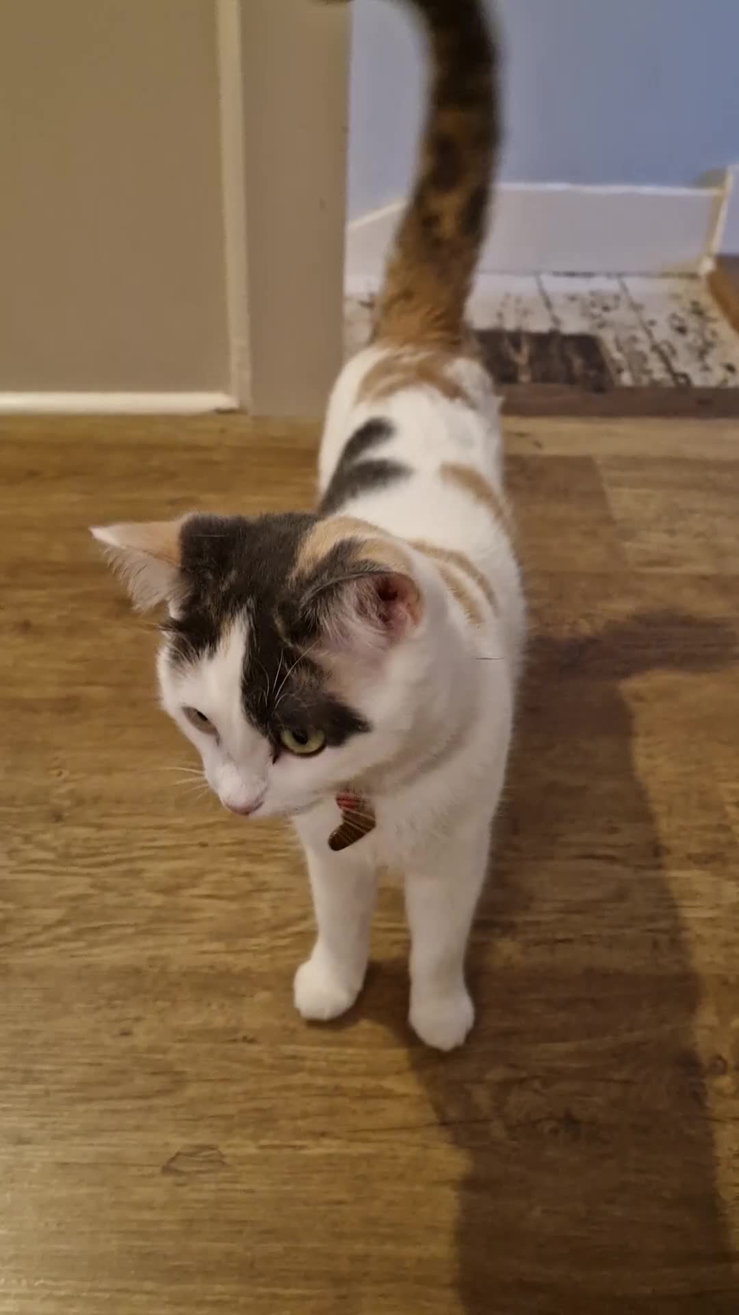 Mixed Breed cats for sale: Ragdoll x British short hair - Video 1