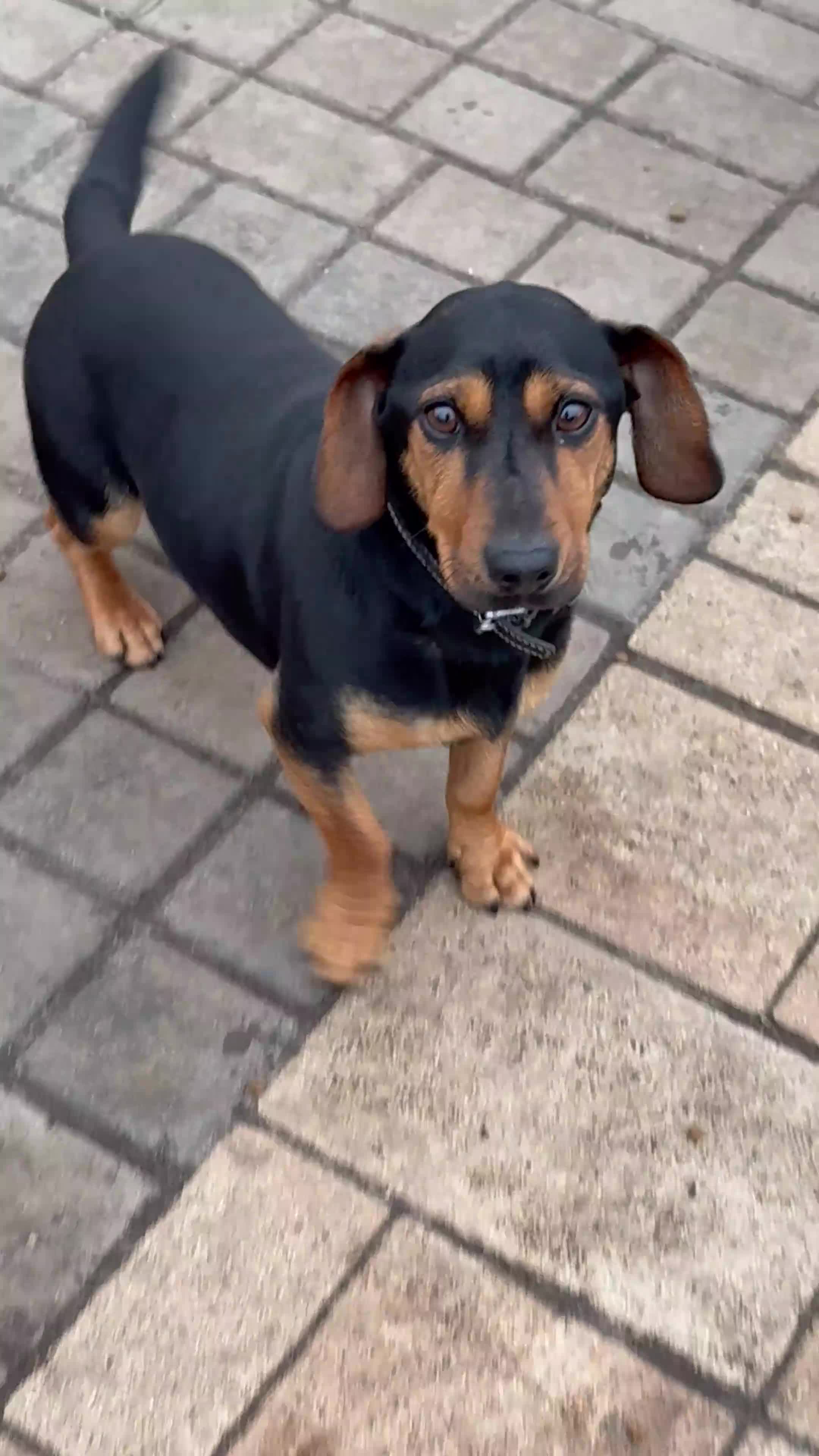 Mixed Breed dogs for adoption: SWEET Kitty Looking for LOVE - Video 1