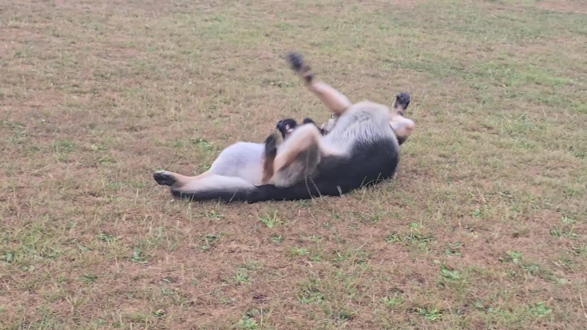 German Shepherd dogs for sale: New home for Koa - Video 1