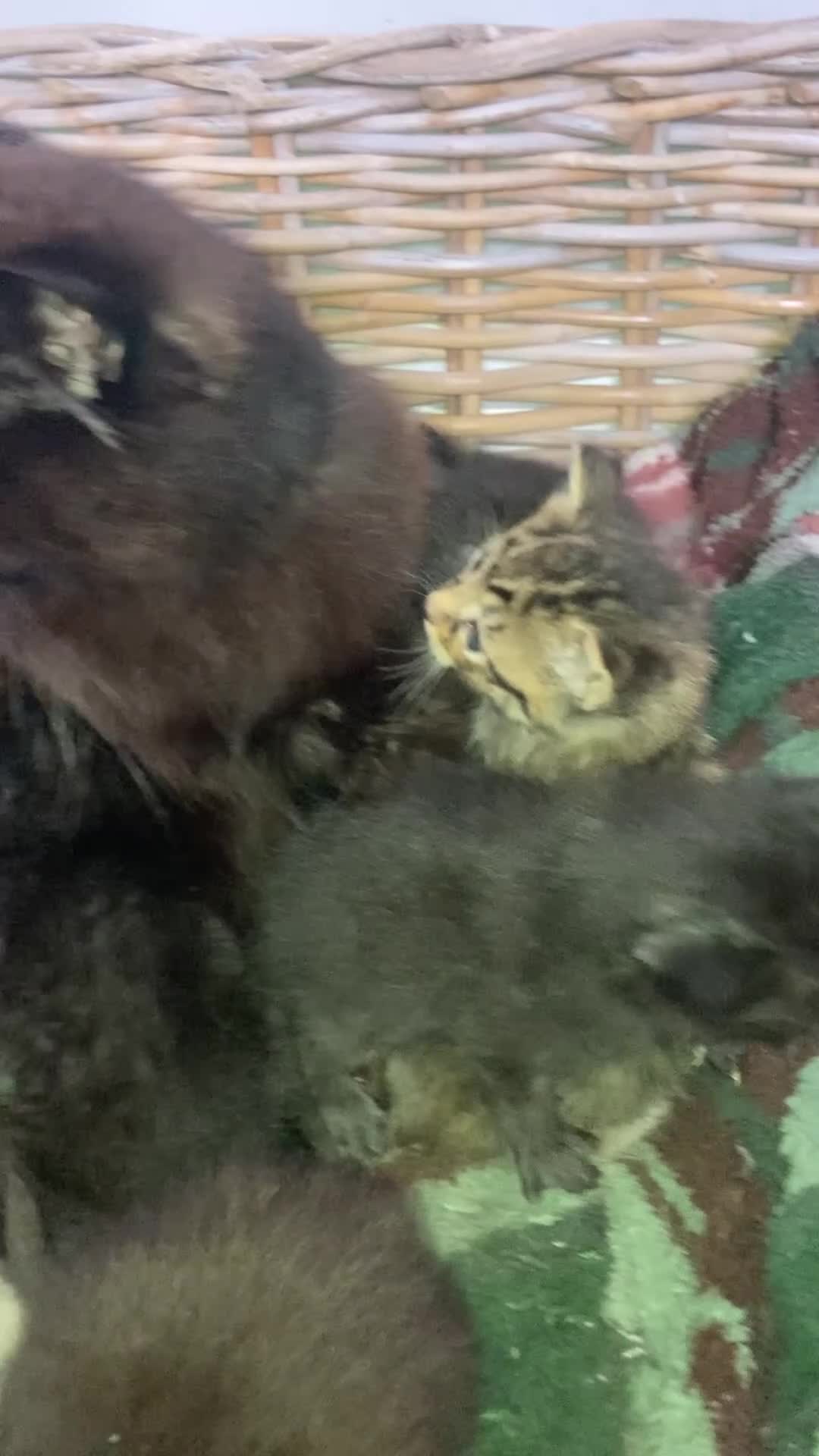 Mixed Breed cats for sale: Beautiful family friendly kittens - Video 1