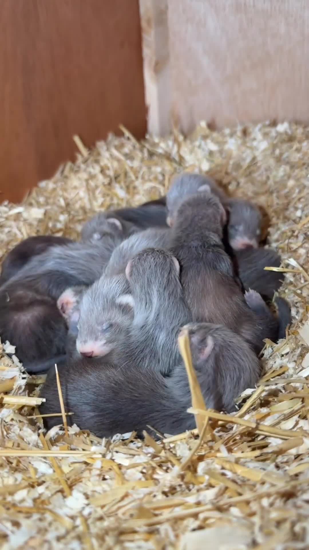 Ferret rodents for sale: Polecat cross  in Brecon - Video 2