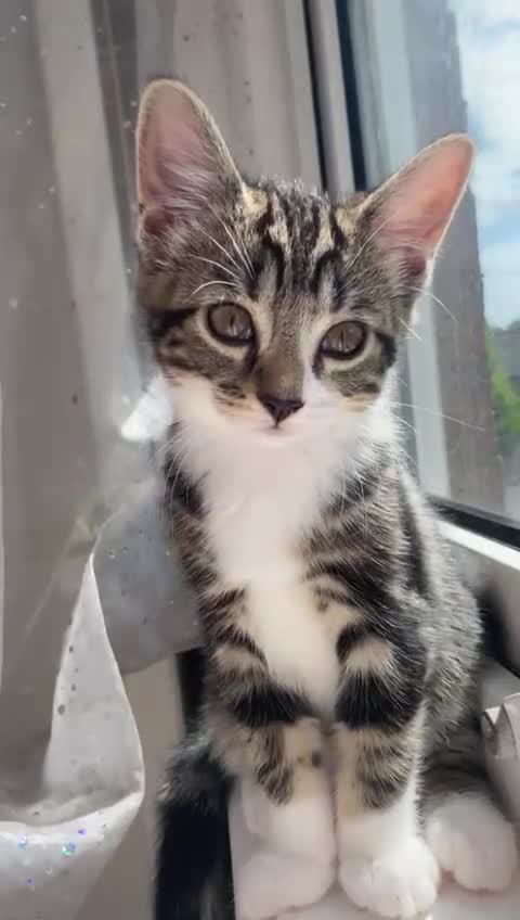 British Shorthair cats for sale: Beautiful kittens 3 girls 1 boy - Video 1
