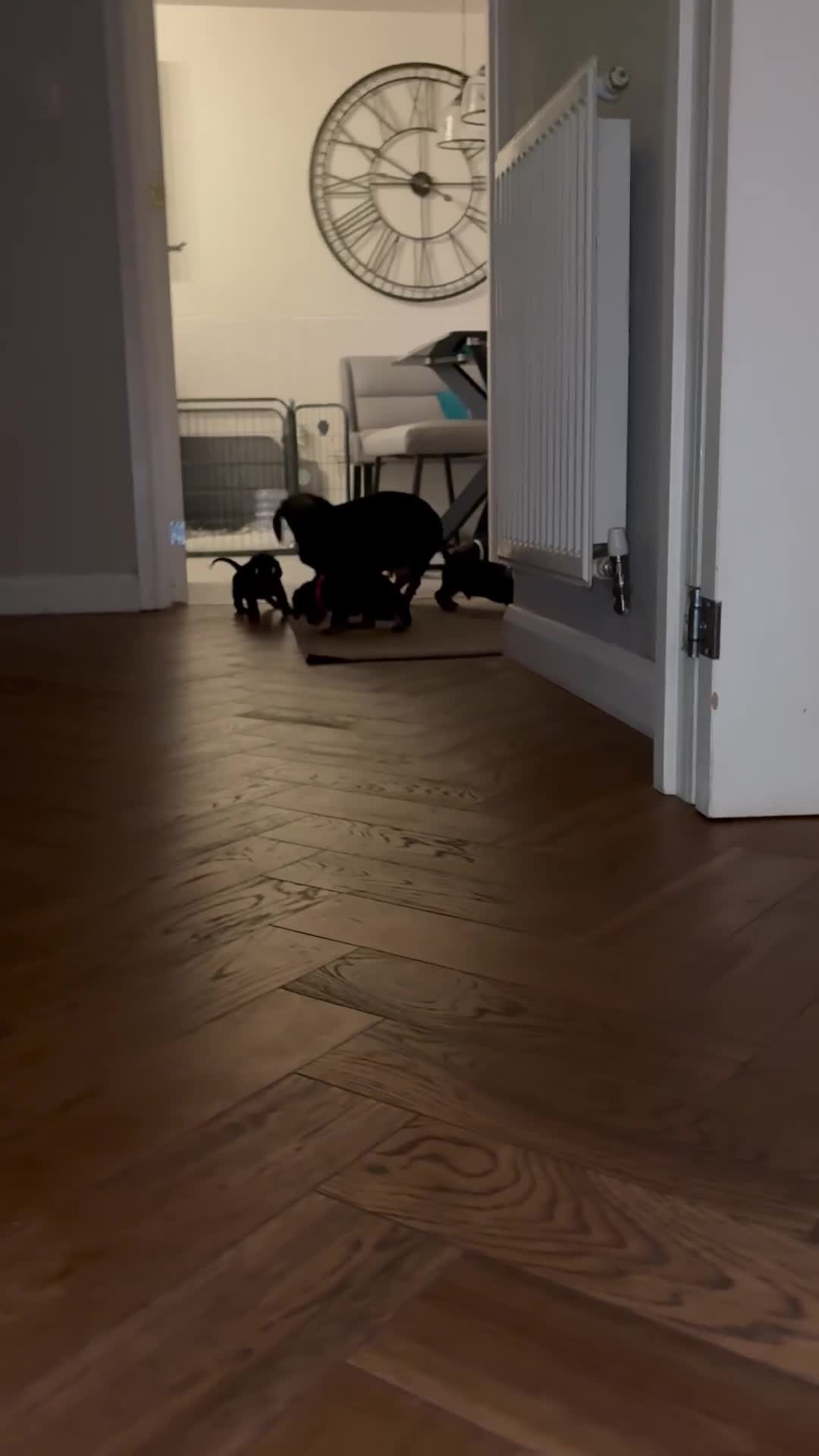 Dachshund dogs for sale: Dachshund puppies in Blackburn - Video 1