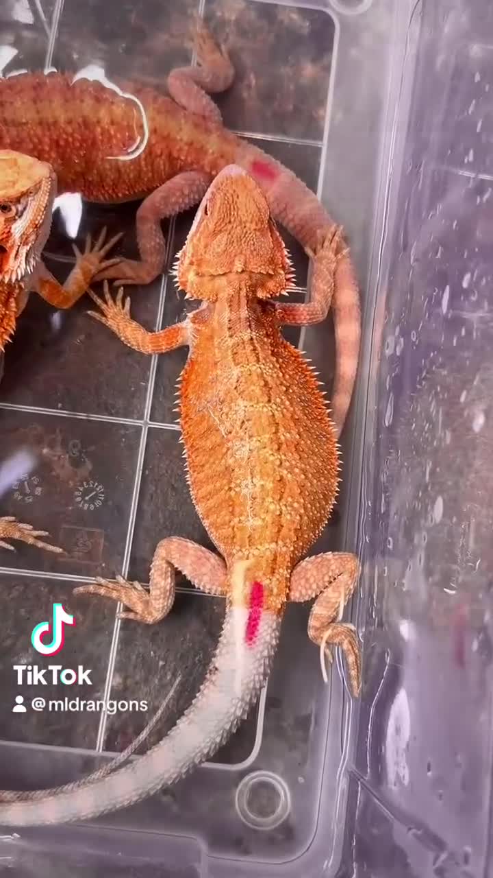 Bearded Dragon reptiles for sale: High Citrus, Tiger , Hypo, GS, Dunner, Trans  - Video 1