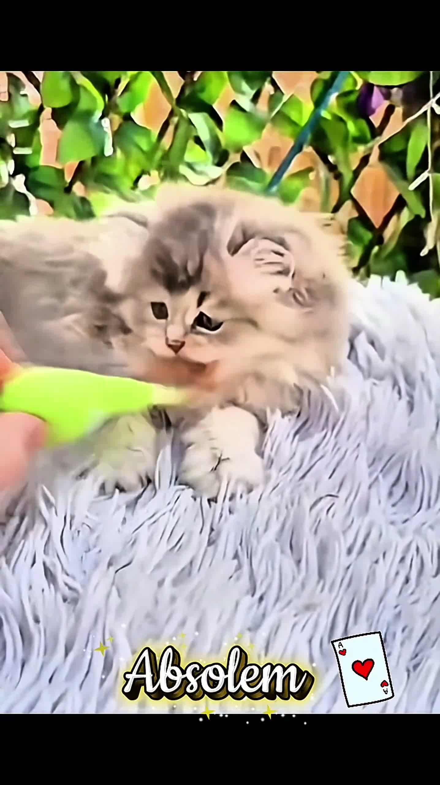 British Shorthair cats for sale: ✨️🧸 Stunning Babies 🧸✨️ - Video 1