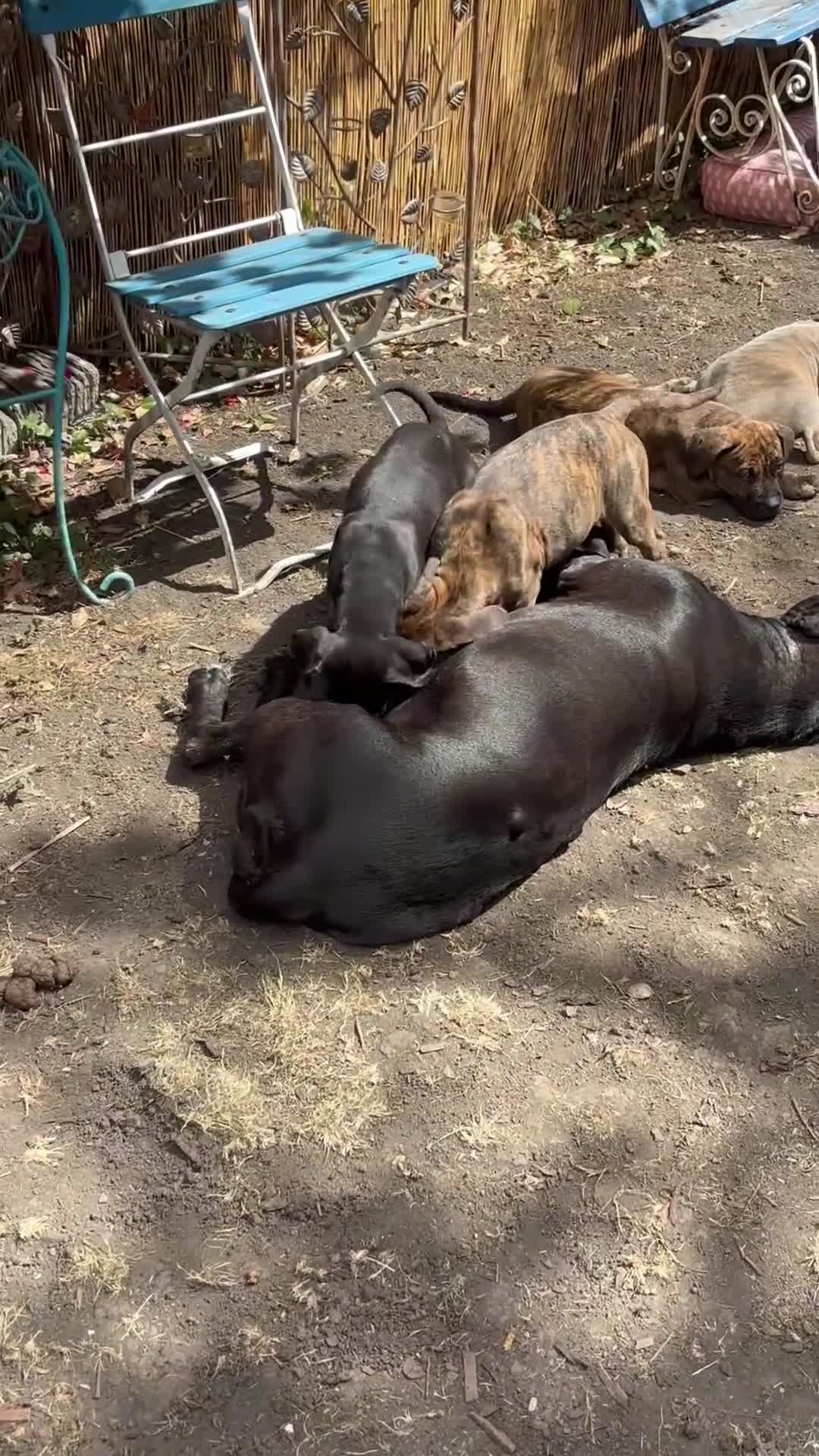 Mixed Breed dogs for sale: Beautiful Cane Corso / Bullmastiff Puppies  - Video 3