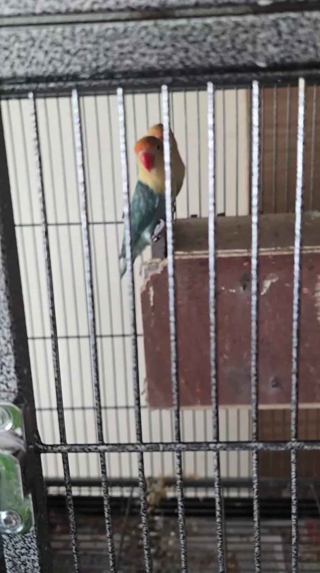 Lovebirds birds for sale: Sale of opline , deceno love bird very rare colour in Hayes - Video 1