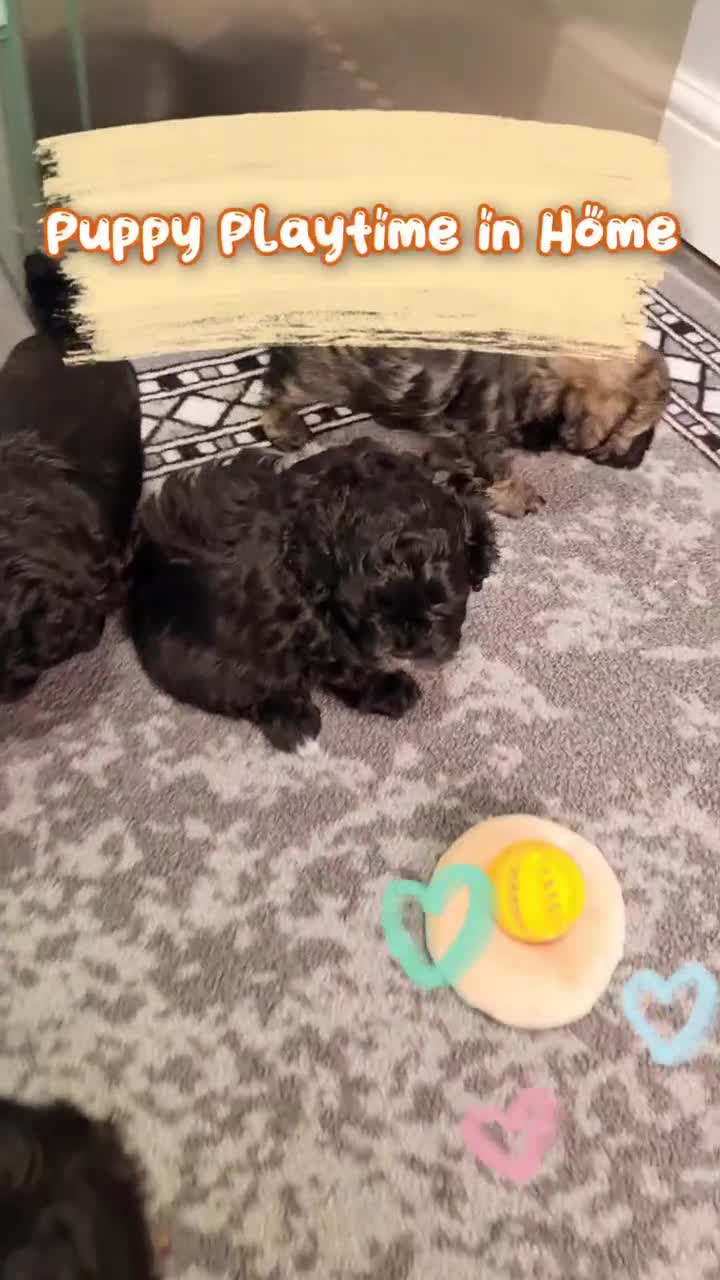 Shihpoo dogs for sale: Absolutely stunning F1 shihpoo puppies  - Video 2