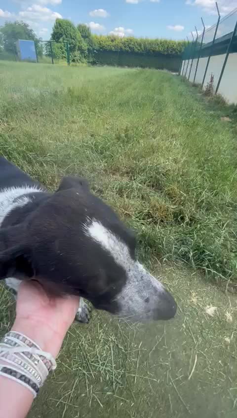 Mixed Breed dogs for adoption: TROOPER in Ashbourne - Video 4