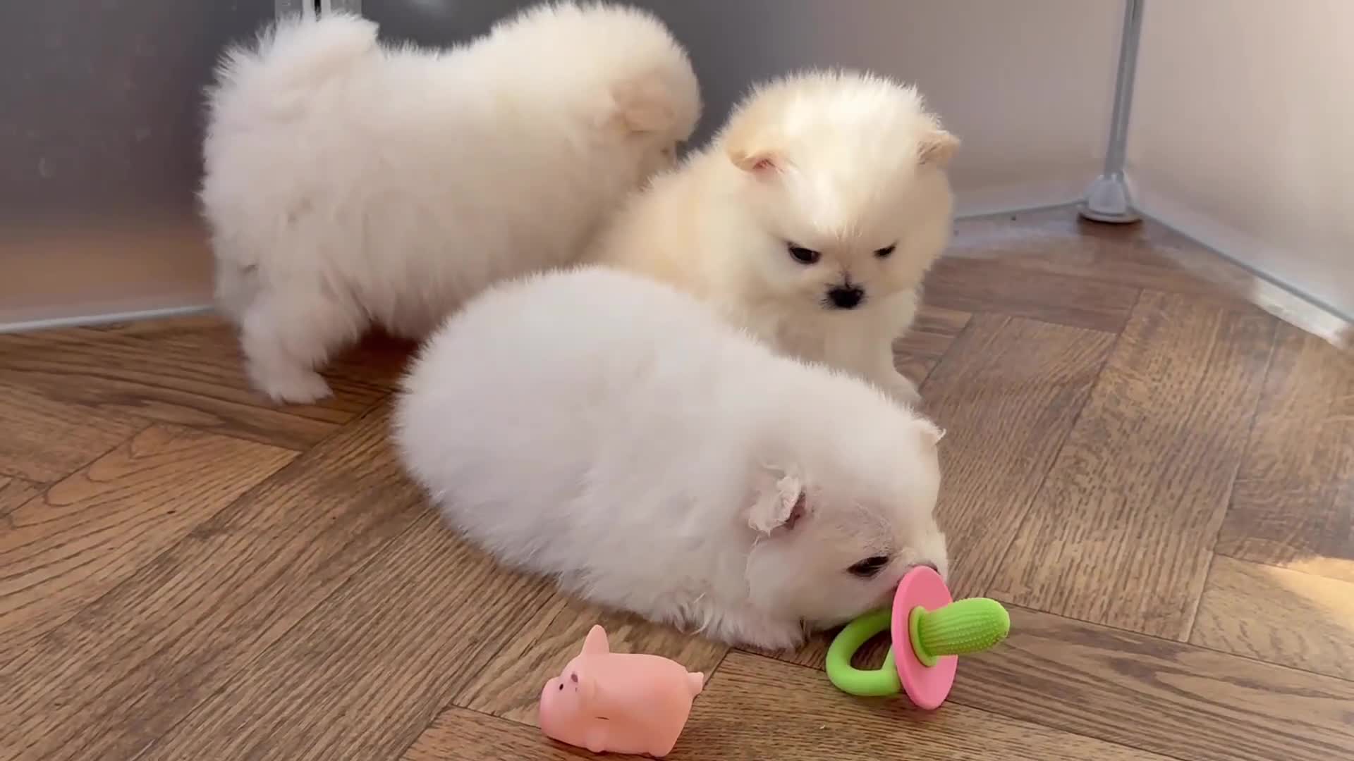 Pomeranian dogs for sale: KC Reg show quality Poms, 5 🌟 homes Only - Video 4