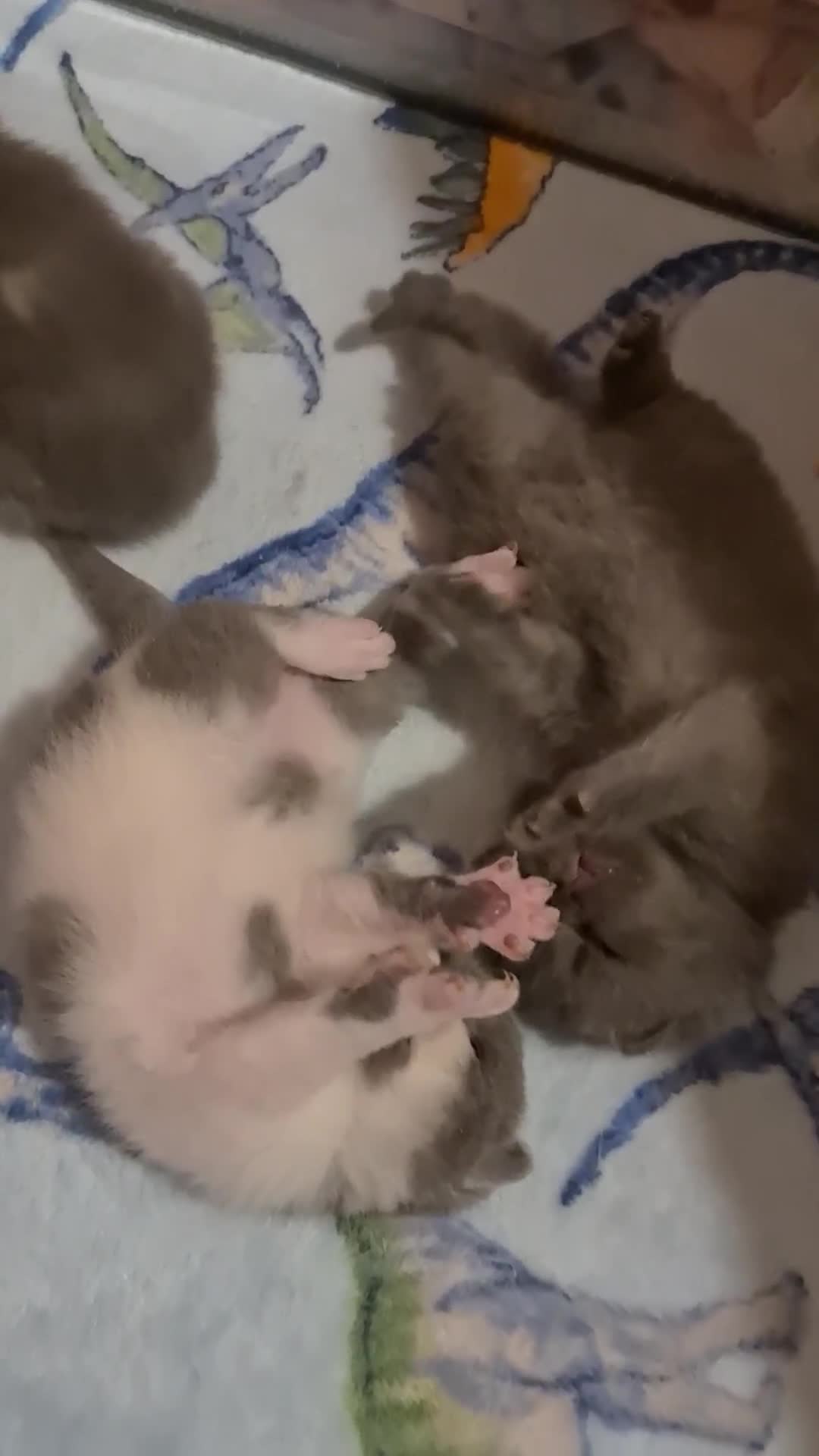 British Shorthair cats for sale: British ShortHair kittens GCCF  - Video 3