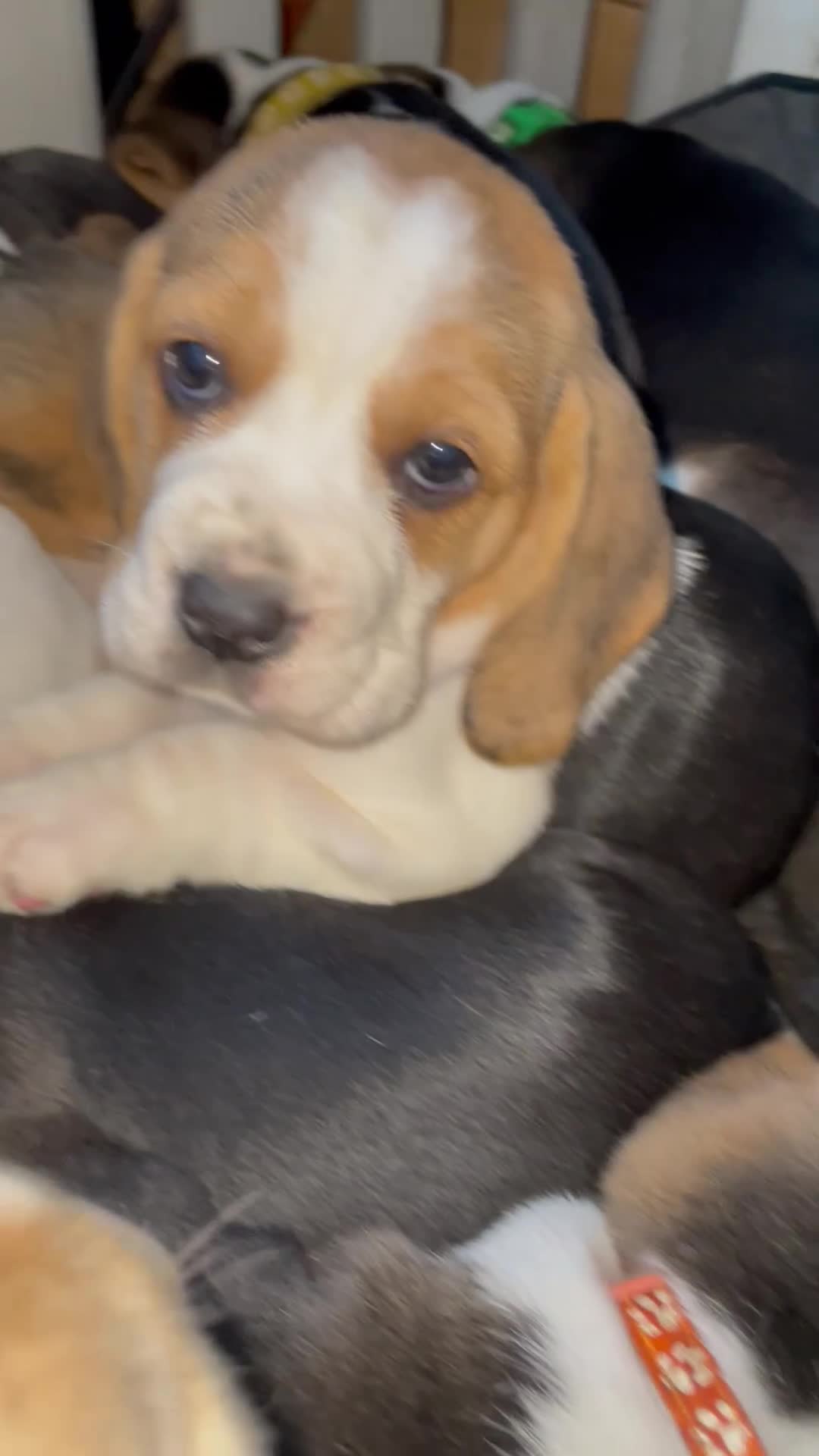 Beagle dogs for sale: 2tri girls kc reg ready after  **   - Video 3
