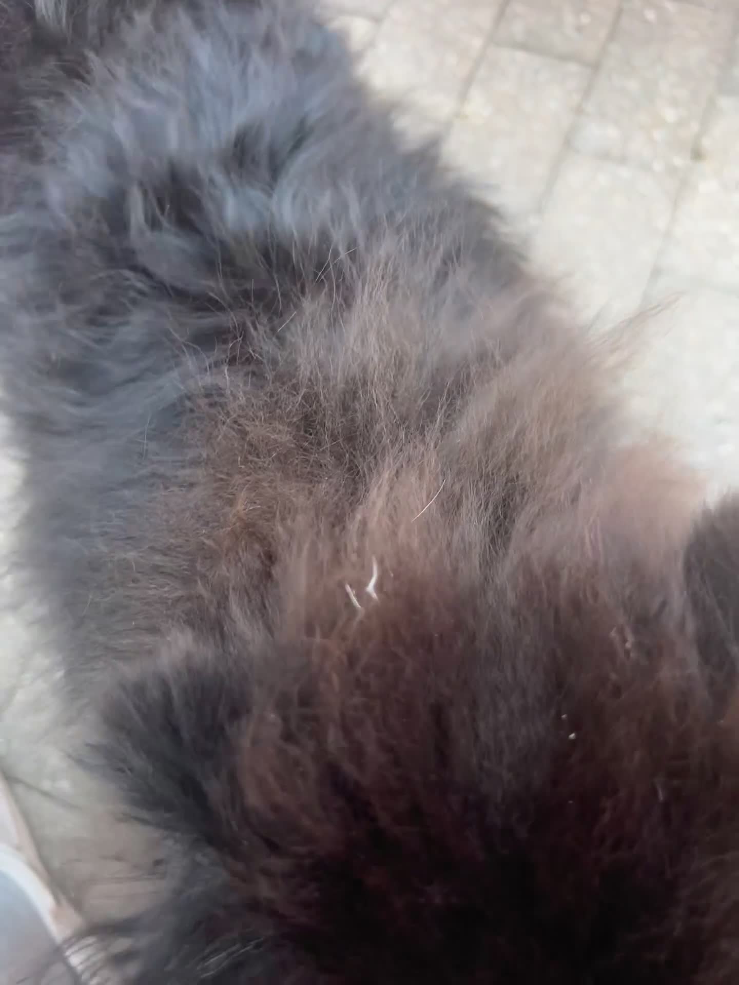 Pomeranian dogs for sale: Amazing puppy for rehomeing - Video 1