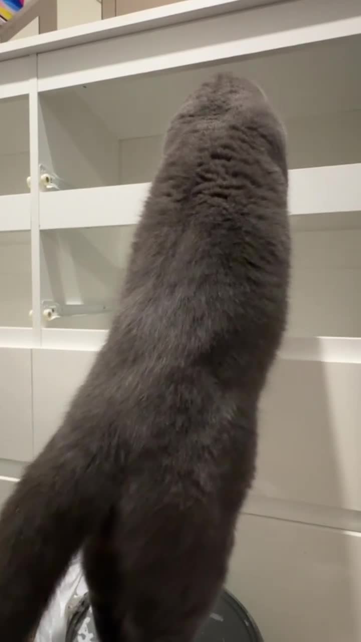 British Shorthair cats for sale: Fluffy British shorthair-perfect family companion  - Video 1