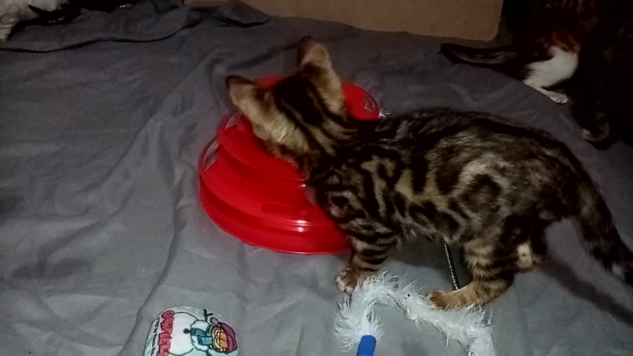 Mixed Breed cats for sale: Beautiful Part Bengal Kittens  - Video 1