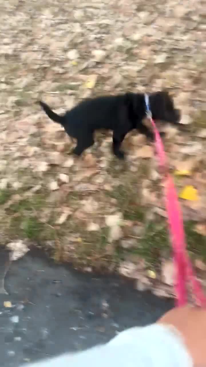 Shar Pei dogs for sale: Karma - Video 1