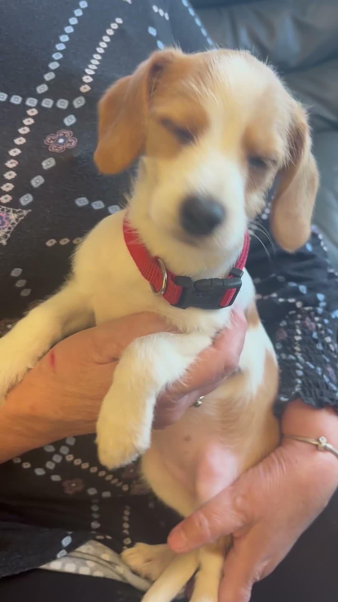 Mixed Breed dogs for sale: Dauschund x Pomeranian  - Video 1