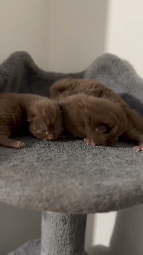 British Shorthair cats for sale: Active 🐾 Cinnamon BSH Kittens – 2 Girls & 1 Boy  - Video 1