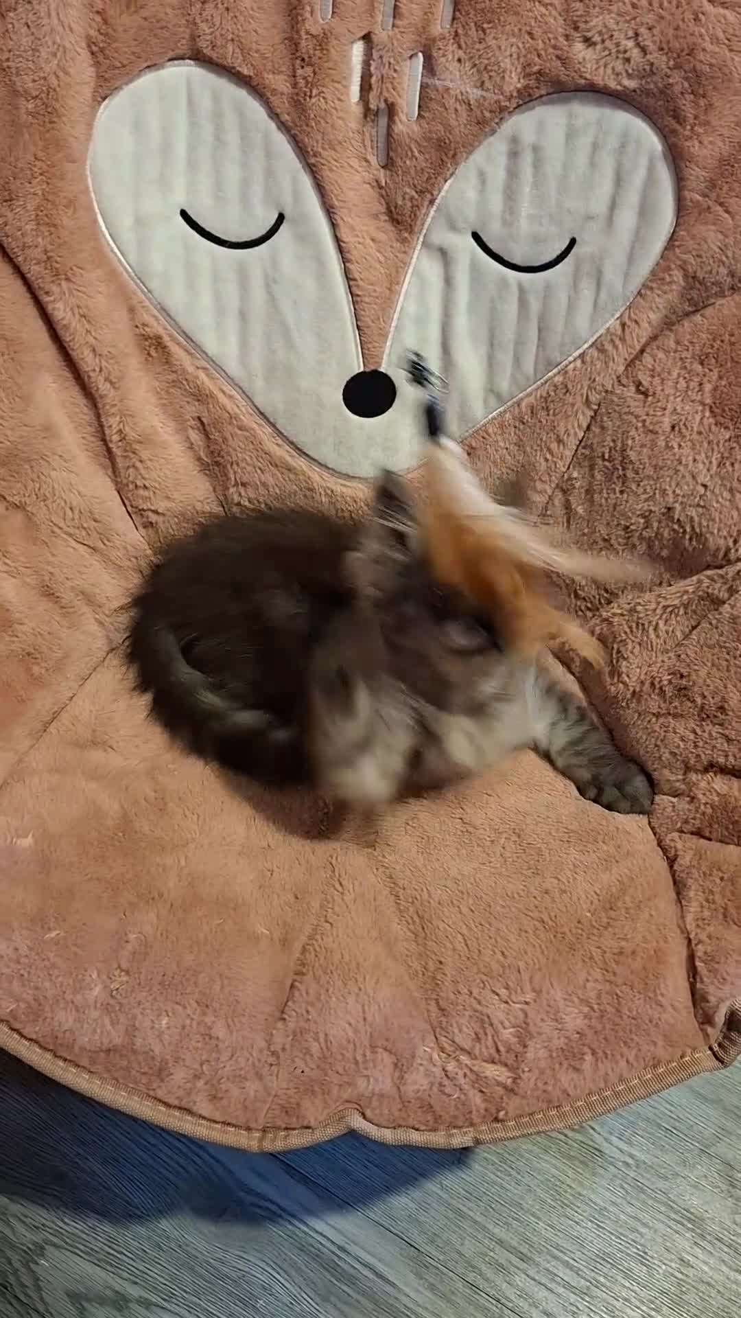 Maine Coon cats for sale: Pedigree Maine Coon kitten - Video 1