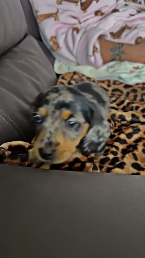 Dachshund dogs for stud: ‼️✅Dachshund for stud ✅‼️ - Video 1