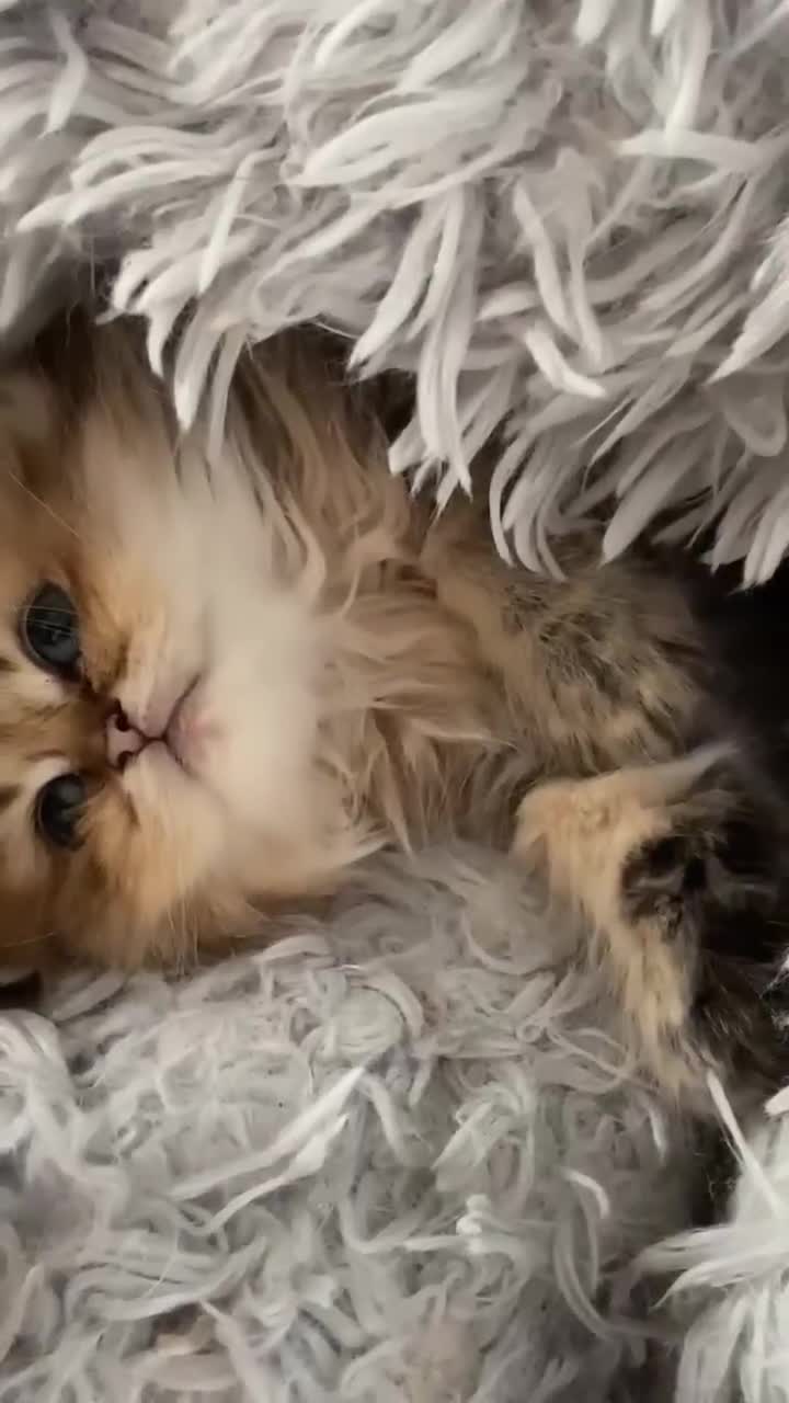 Persian cats for sale: Golden Persian chinchilla kittens  - Video 1