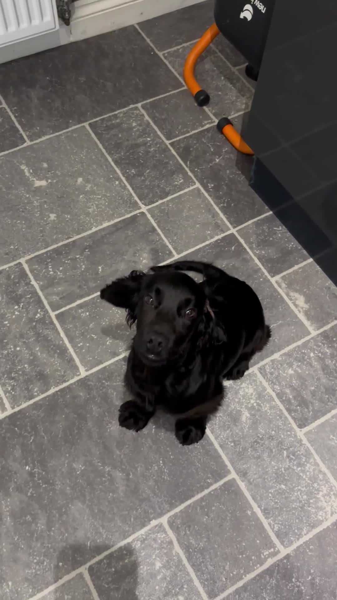 Cocker Spaniel dogs for sale: Gorgeous 14 week old boy - Video 1