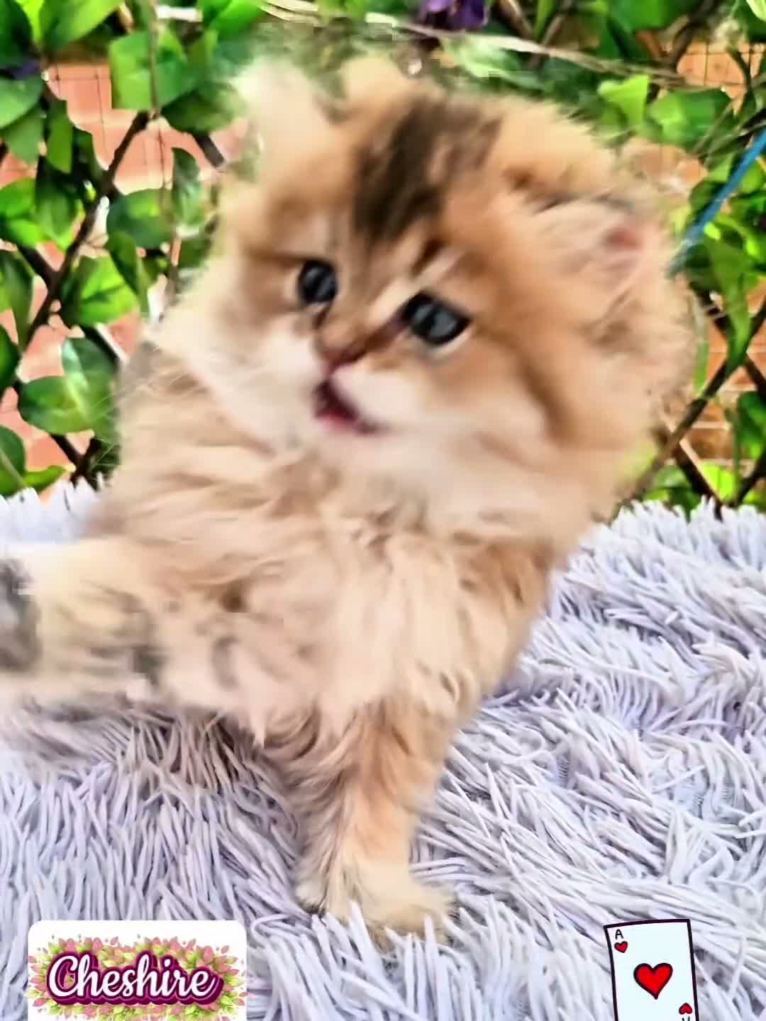 British Longhair cats for sale: ✨️🧸 Stunning Babies, GCCF Registered ✨️🧸 - Video 3
