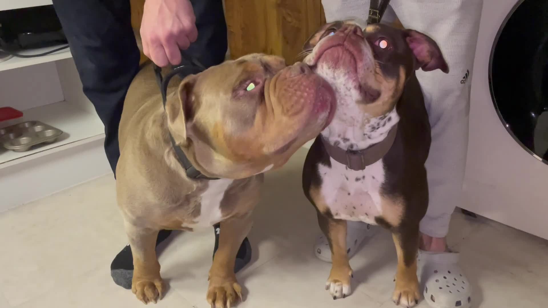 Old Tyme Bulldog dogs for sale: BEAUTIFUL OLD TYME BULLDOG PUPPIES - Video 4