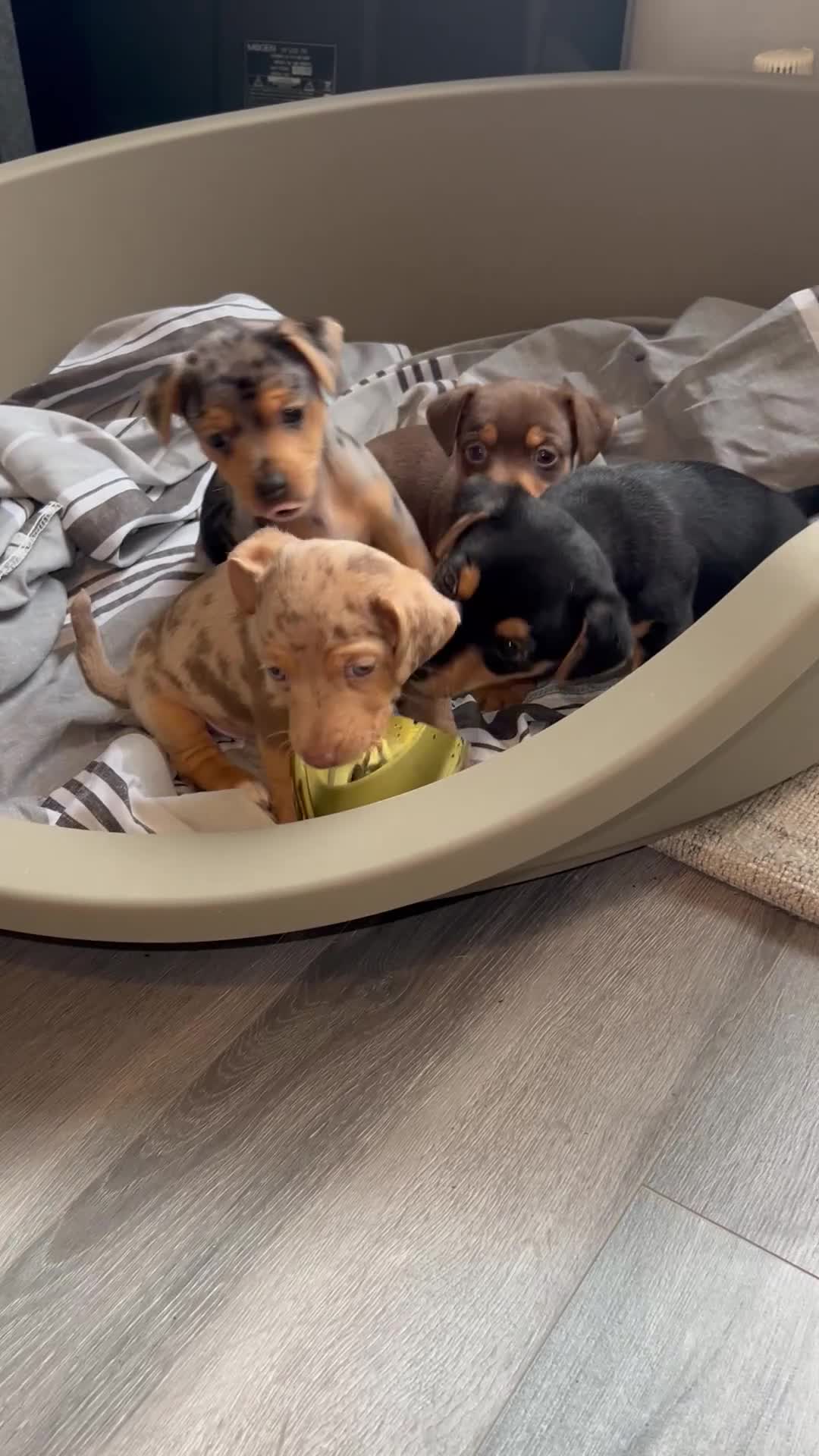 Jack Russell dogs for sale: Miniature Jack Russell  - Video 3