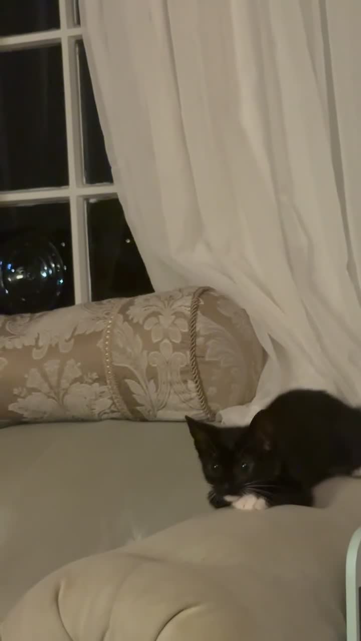 Mixed Breed cats for sale: Black and white kittens for sale - Video 1