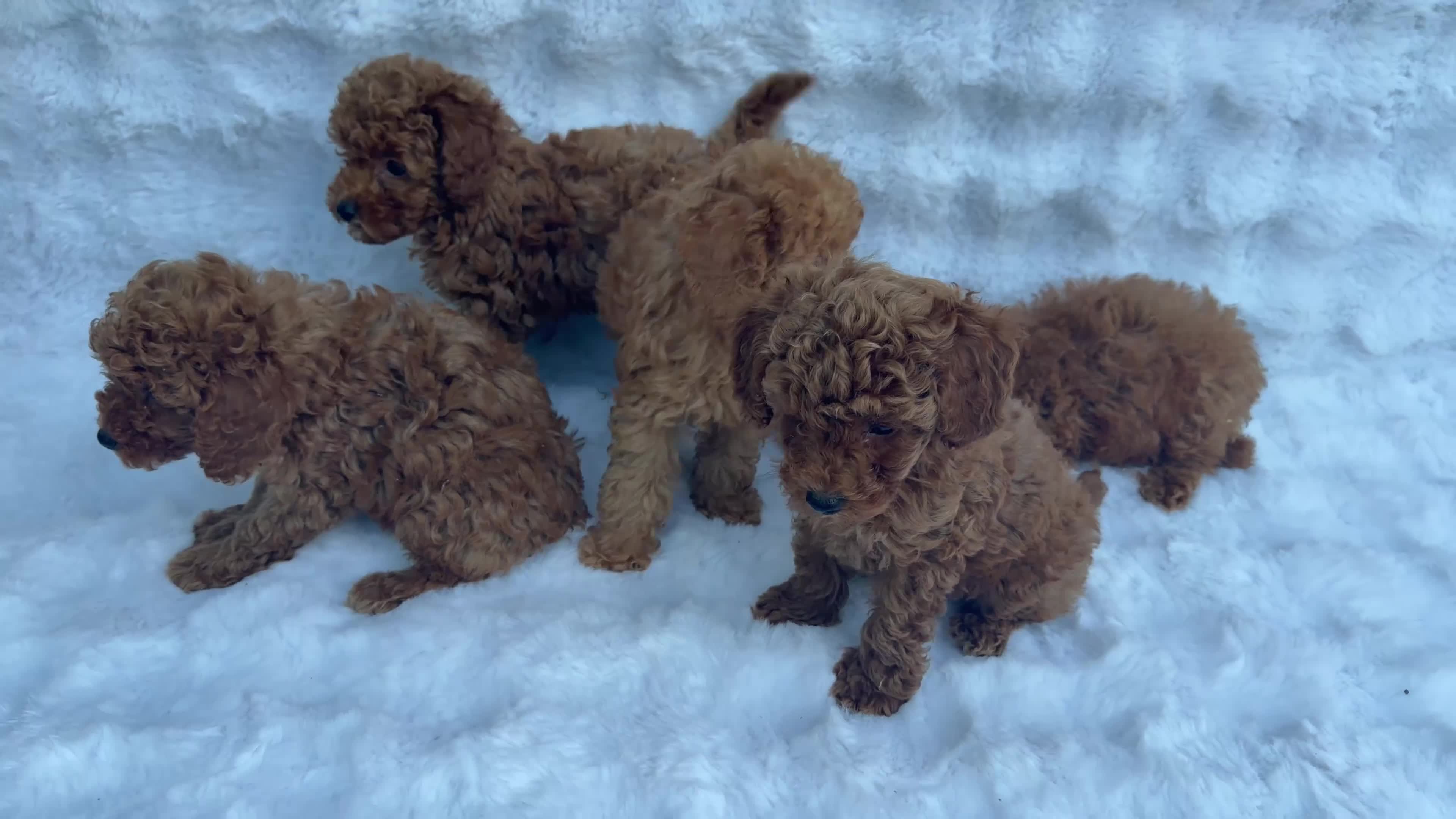 Toy Poodle dogs for sale: Red Toy Poodle MALES - Video 1