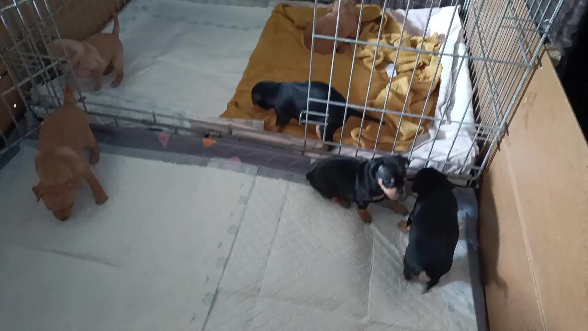 Miniature Pinscher dogs for sale: Miniature Pinscher puppies  - Video 3