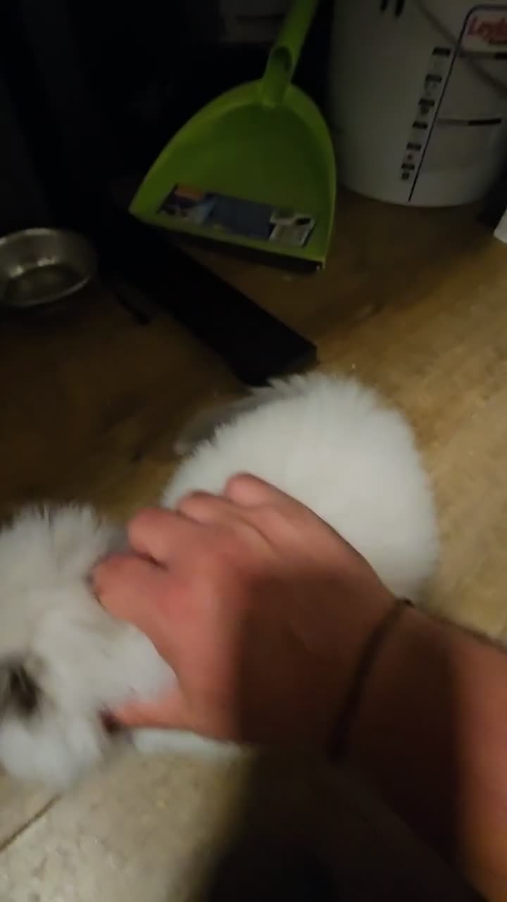 Ragdoll cats for sale: Lovely Litter of 3 Kittens Looking for Loving Home - Video 1