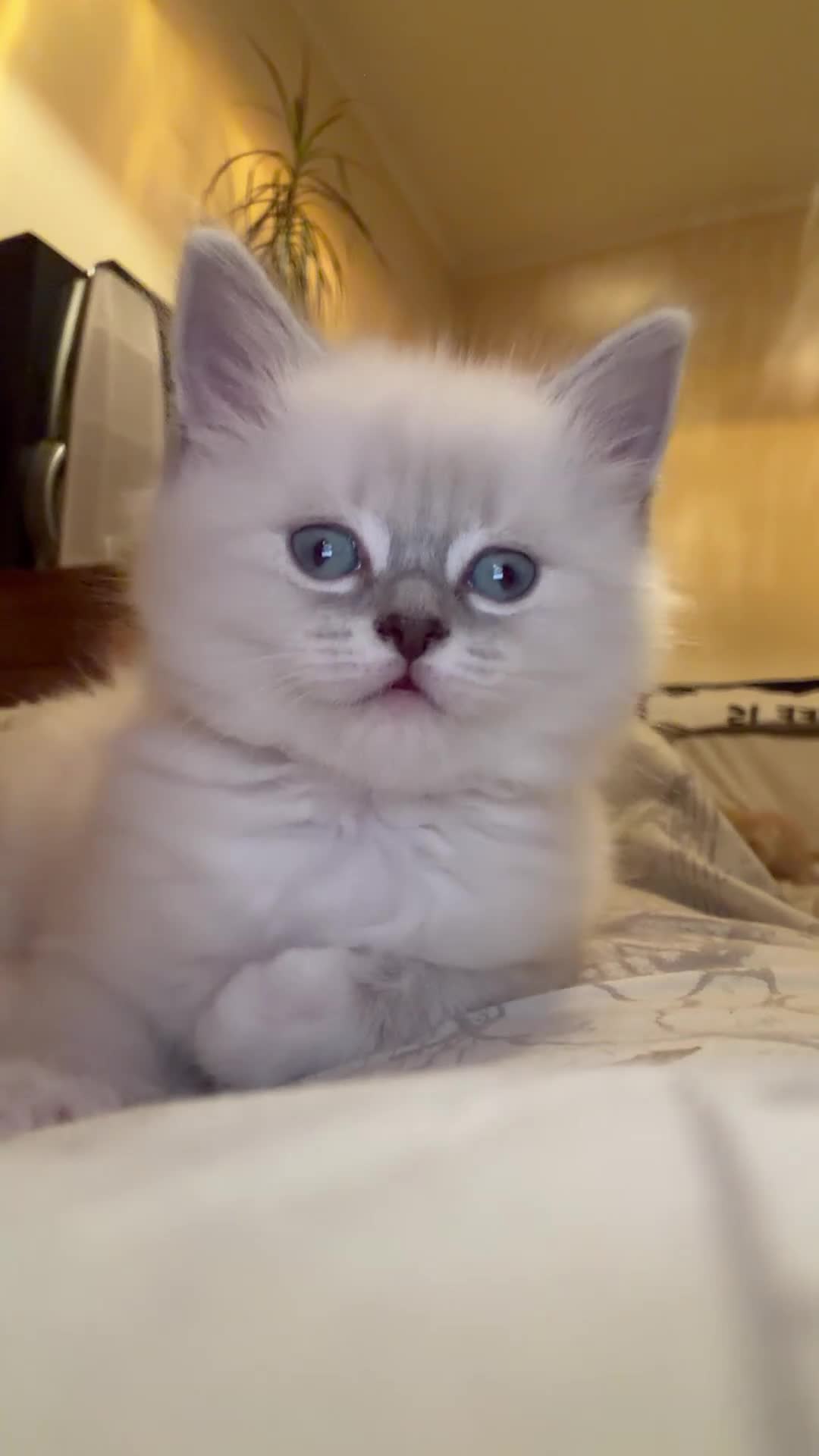 Ragdoll cats for sale: Ragdoll x BSH  - Video 1