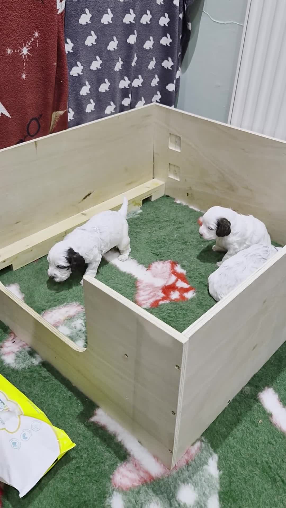 Cockapoo dogs for sale: Beautiful F1 Cockapoo Puppies! - Video 1