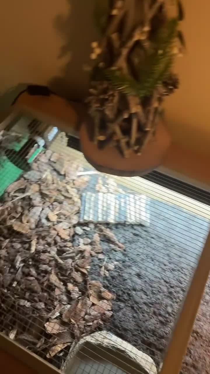 Tortoise reptiles for sale: Beautiful horsefield tortoise  - Video 1