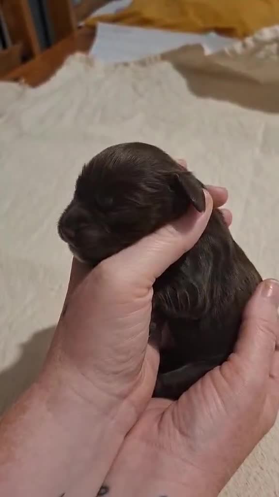Cocker Spaniel dogs for sale: Working Cocker Spaniel Puppies - Video 4