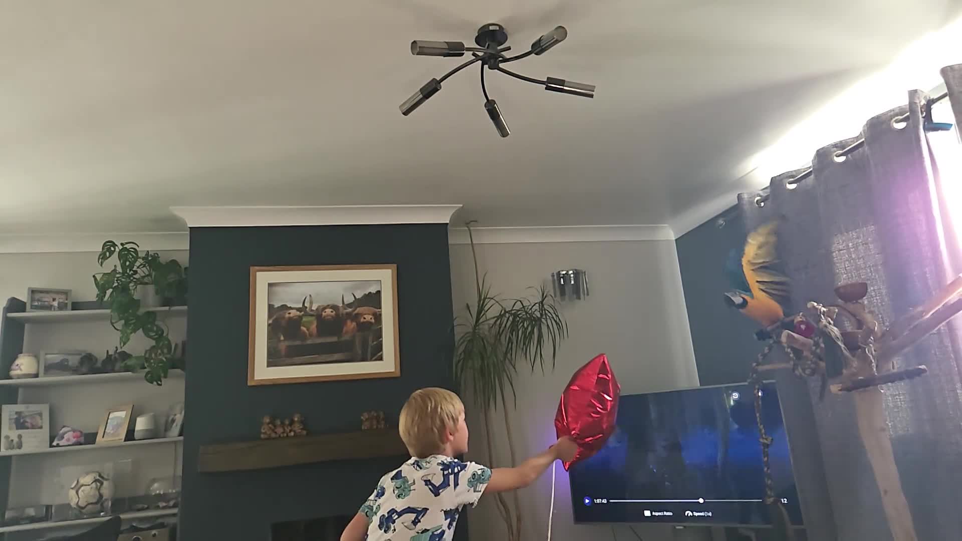 Macaws birds for sale: BLUE & GOLD MACAW, 2 YEARS OLD, COMPLETE SETUP in Maryport - Video 1