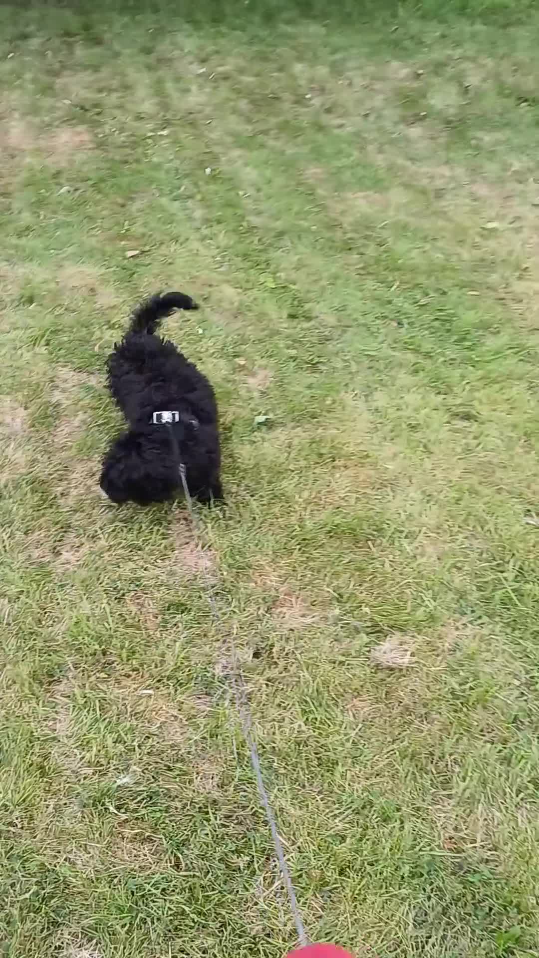 Cockapoo dogs for sale: Adorable Friendly Cockapoo Puppy - Video 1