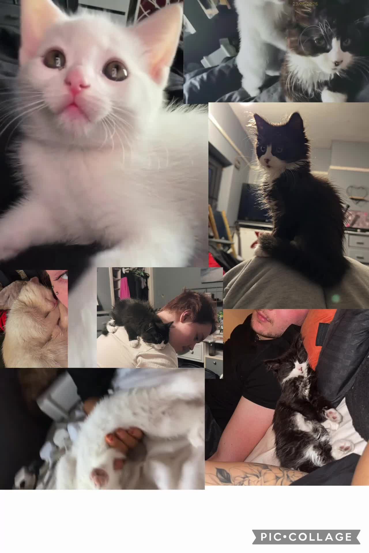 Mixed Breed cats for sale: 2 beautiful affectionate kittens ready to love u❣️ - Video 1