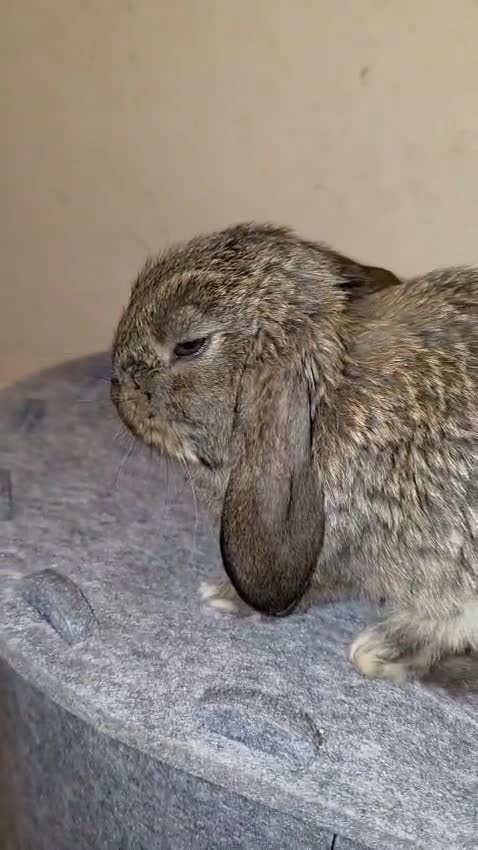 French Lop rabbits for sale: Giant French Lop in Crewkerne - Video 2